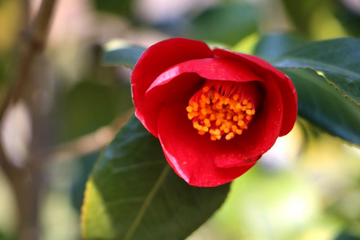 Kamelienblüte, Odongdo, Südkorea Reise