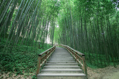 Juknokwon-Bambuspark, Damyang, Südkorea Reise