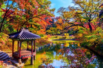 Laubfärbung. Herbst, Südkorea